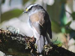 Silvicultrix frontalis