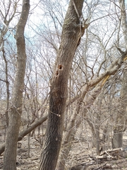 Melanerpes carolinus