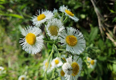 Erigeron strigosus strigosus
