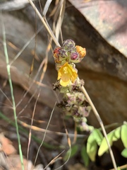 Alectra orobanchoides