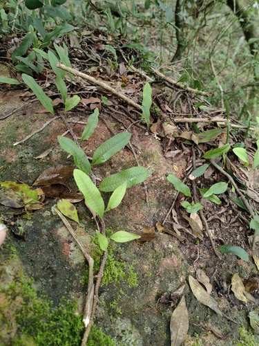 Microgramma squamulosa, photograph 5