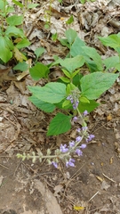Salvia urticifolia