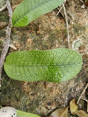 Microgramma squamulosa, photograph (c) Anabela Plos, some rights reserved (CC BY)