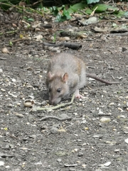 Rattus norvegicus