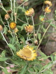 Helichrysum mutabile