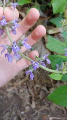 Salvia urticifolia