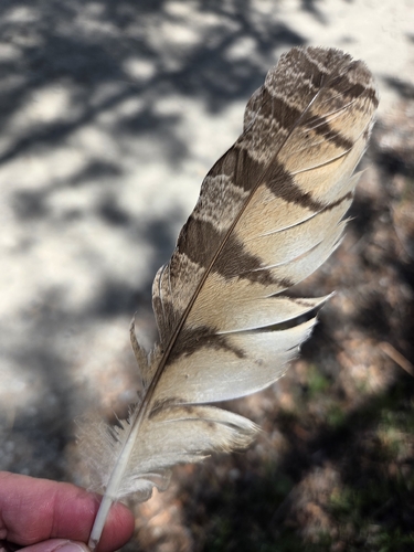 iNaturalist observation photo of Great Horned Owl