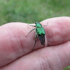 Trichiotinus lunulatus