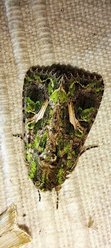 Orache Moth