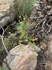 Helichrysum mutabile