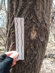 Melanerpes carolinus