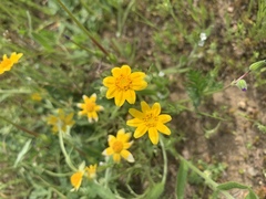 Pseudobahia heermannii