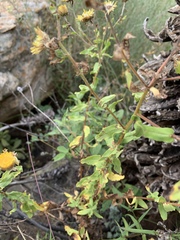 Helichrysum mutabile