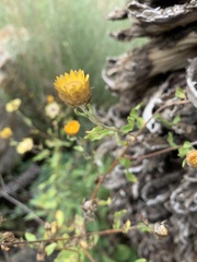 Helichrysum mutabile