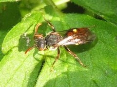 Nomada ferruginata
