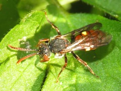 Nomada ferruginata