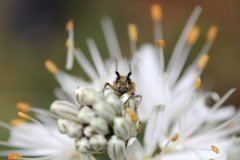 Agapanthia asphodeli