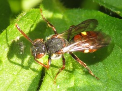 Nomada ferruginata