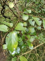 Celtis spinosa, photograph (c) Anabela Plos, some rights reserved (CC BY)