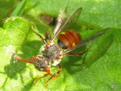 Nomada ferruginata