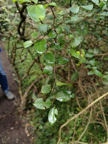 Celtis spinosa, photograph 3