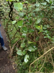 Celtis spinosa, photograph (c) Anabela Plos, some rights reserved (CC BY)