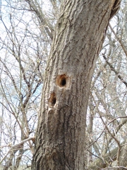 Melanerpes carolinus