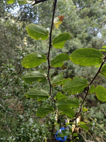 Celtis spinosa, photograph 4