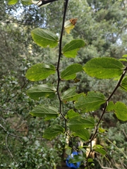 Celtis spinosa, photograph (c) Anabela Plos, some rights reserved (CC BY)