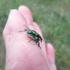 Trichiotinus lunulatus