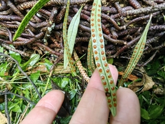 (c) Anabela Plos, some rights reserved (CC BY) Microgramma squamulosa, photograph (c) Anabela Plos, some rights reserved (CC BY)
