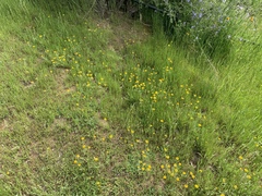 Pseudobahia heermannii