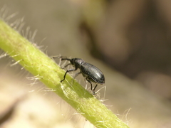 Magdalis nitida