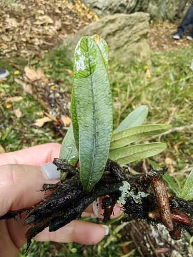 Microgramma squamulosa, photograph 4