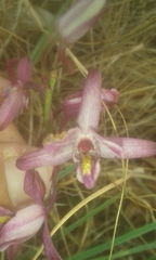 Eulophia hians hians