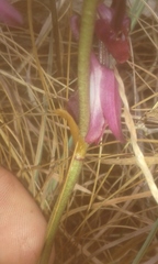 Eulophia hians hians