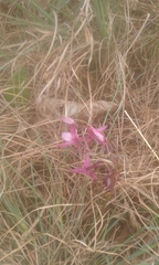 Eulophia hians hians