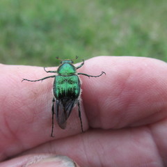 Trichiotinus lunulatus