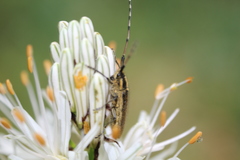 Agapanthia asphodeli