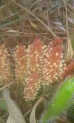 Acalypha peduncularis