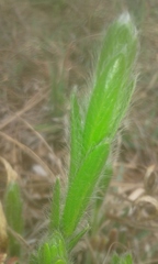 Acalypha peduncularis