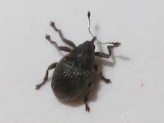 Ceutorhynchus constrictus