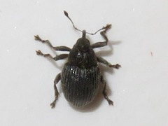 Ceutorhynchus constrictus