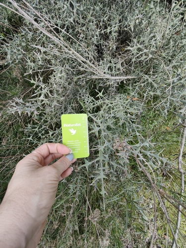 Colletia paradoxa, photograph 6