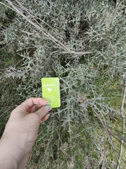 Colletia paradoxa, photograph (c) Anabela Plos, some rights reserved (CC BY)