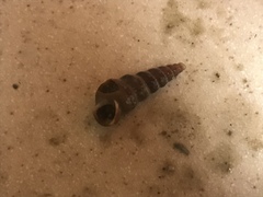 Cerithideopsis californica