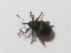 Ceutorhynchus constrictus