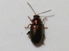 Crepidodera aurata
