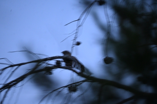 Red-necked Nightjar (Caprimulgus ruficollis)