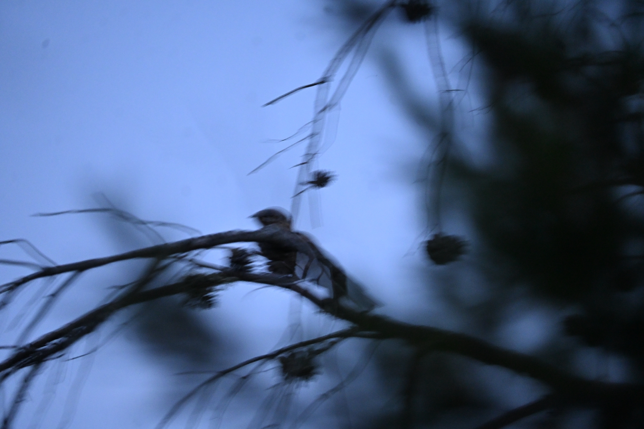 Red-necked Nightjar (Caprimulgus ruficollis), photo 1